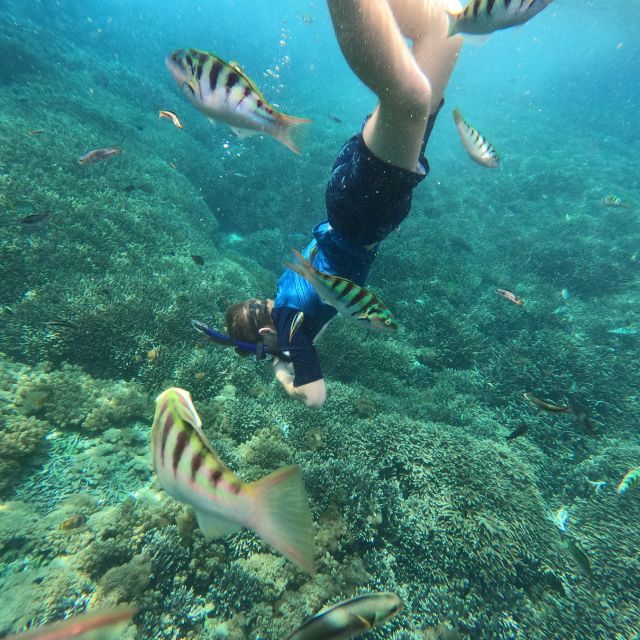 Sanur: Coastal Area Snorkeling Session - A Short Snorkeling Trip With One Memorable Feature