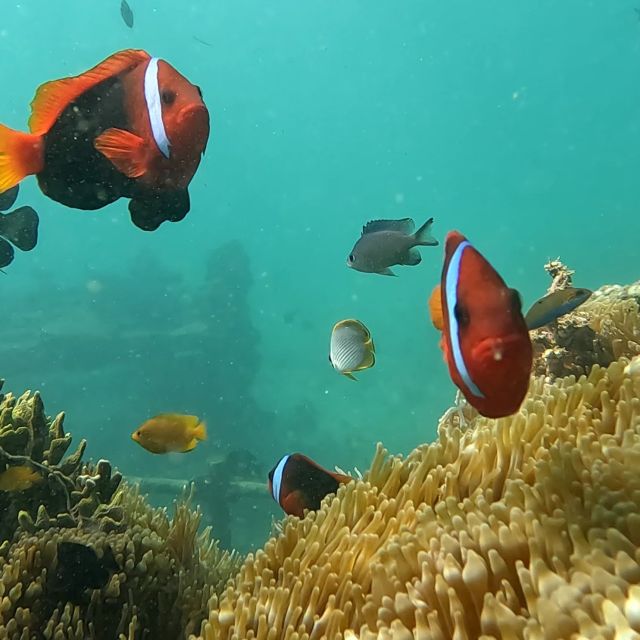 Sanur: Coastal Area Snorkeling Session - Who Should Book This Sanur Experience?