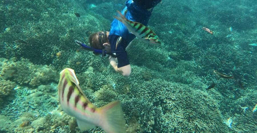 Sanur: Coastal Area Snorkeling Session - Meeting at TAPHA and Taking the Water Taxi