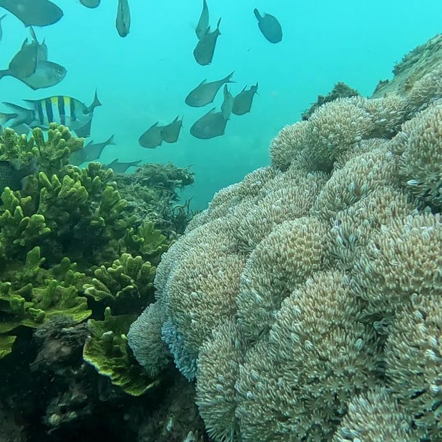 Sanur: Coastal Area Snorkeling Session - The Underwater Balinese Gate