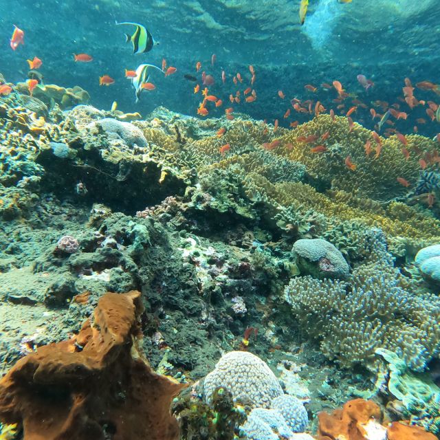 Sanur: Coastal Area Snorkeling Session - GoPro Footage Makes the $22 Price More Useful