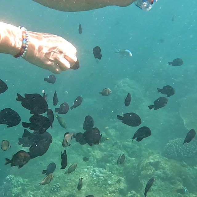 Sanur: Coastal Area Snorkeling Session - Guide Support and English Instruction