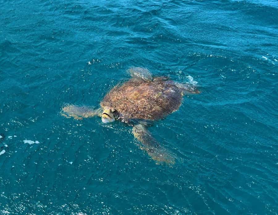 São Vicente: Snorkel with Sea Turtles Adventure - Meeting the Turtles at São Pedro