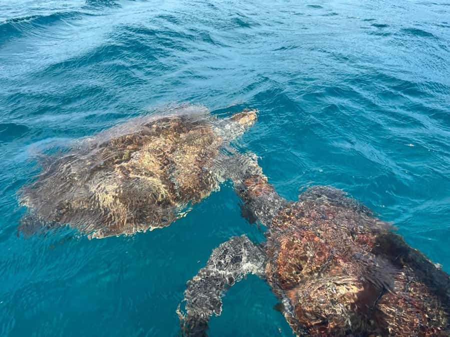 São Vicente: Snorkel with Sea Turtles Adventure - A Short Boat Ride to the Snorkeling Bay