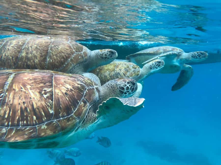 São Vicente: Snorkel with Sea Turtles Adventure - Guides, Languages, and the Group Experience