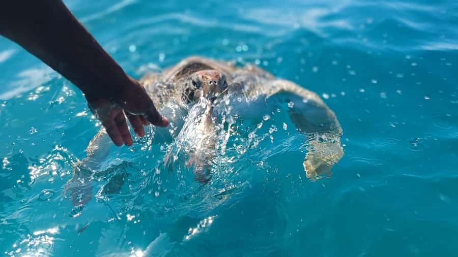 São Vicente: Swimming and Snorkeling Tour with Sea Turtles - Why the São Pedro turtles are the real attraction