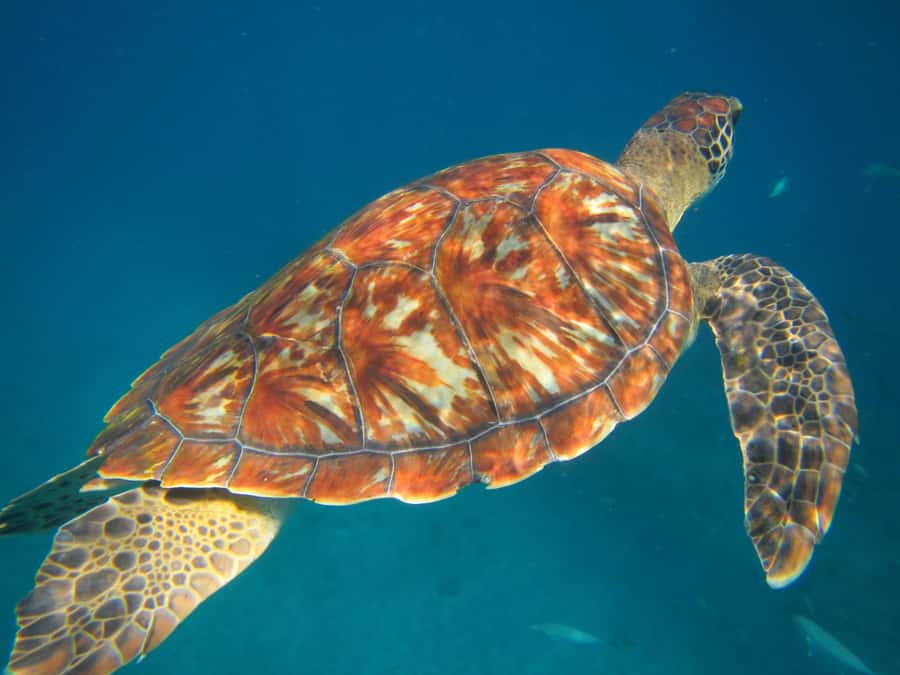 São Vicente: Swimming and Snorkeling Tour with Sea Turtles - From Mindelo to São Pedro in about 20 minutes