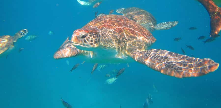 São Vicente: Swimming and Snorkeling Tour with Sea Turtles - What the water time is really like