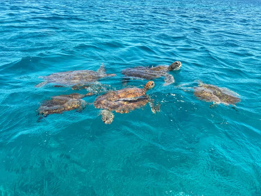 São Vicente: Swimming and Snorkeling Tour with Sea Turtles - A three-minute fishermen’s boat ride