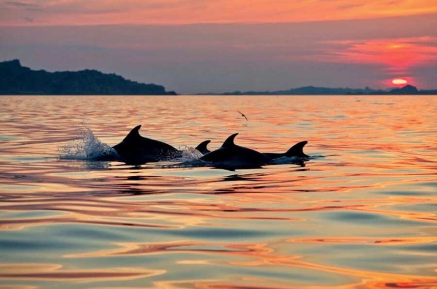 Sardinia: Sunset Kayak Tour + Snorkeling and Local Aperitif - A floating Sardinian aperitif at sunset