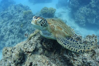 Sea Scooter Jet Snorkeling “Moorea Dream Adventure”
