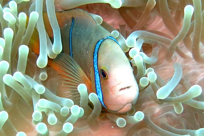 Sea Scooter Jet Snorkeling "Moorea Dream Adventure" - Who will enjoy this most