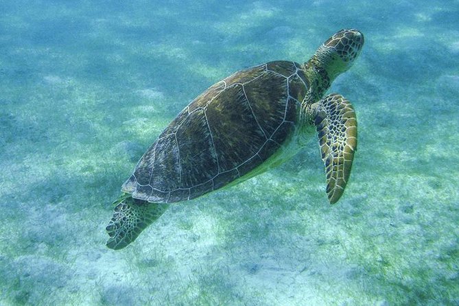Sea Turtle Snorkeling Ecofriendly Tour from Cancun & Riviera Maya - The cenote along La Ruta de los Cenotes