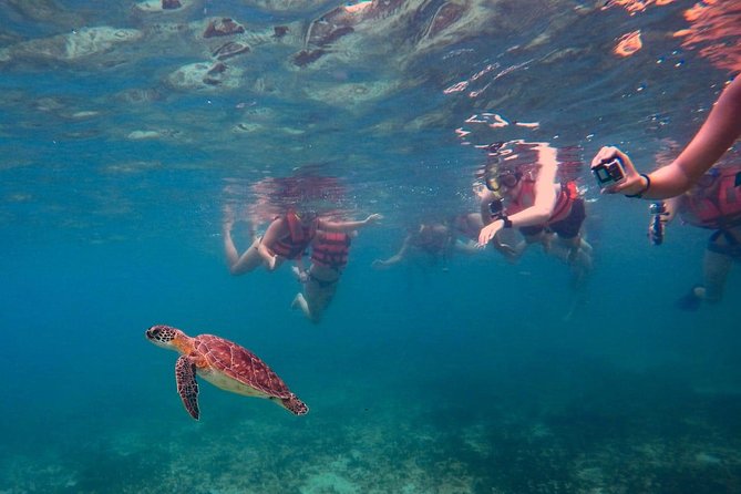 Sea Turtle Snorkeling Ecofriendly Tour from Cancun & Riviera Maya - Guides, group size, and the human side