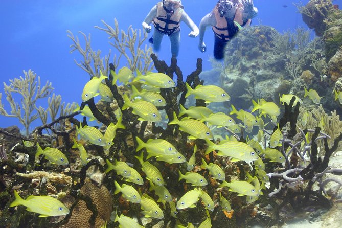 Sea Turtle Snorkeling Ecofriendly Tour from Cancun & Riviera Maya - Is $149 a fair price?