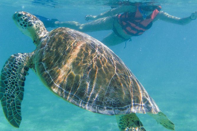 Sea Turtle Snorkeling Ecofriendly Tour from Cancun & Riviera Maya - Who should book this experience?