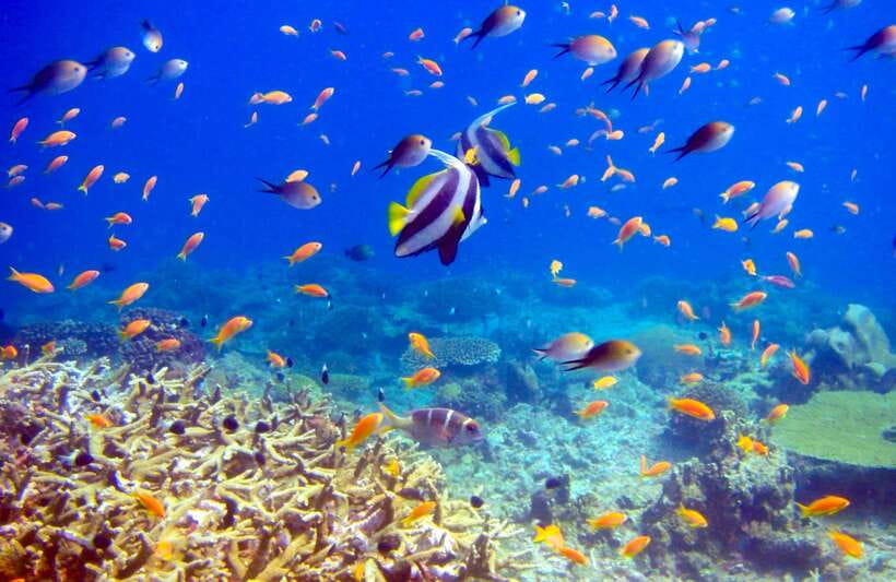 Semporna: Bohey 3 Islands Hike, Snorkel/Dive Tour with Lunch - What to bring and what to budget