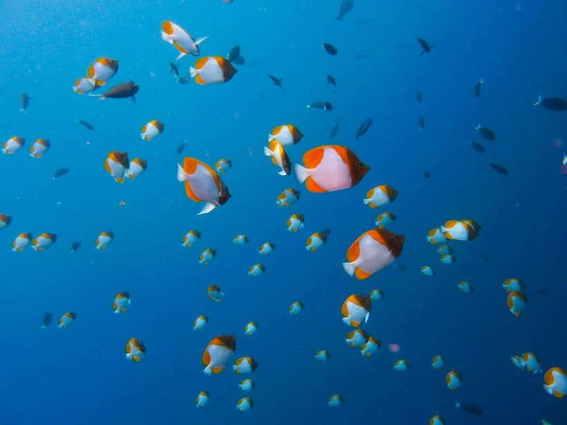 Semporna: Bohey 3 Islands Hike, Snorkel/Dive Tour with Lunch - Choosing snorkeling or introductory scuba