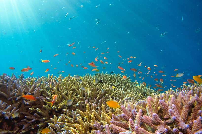 Semporna: Explore 3 Islands Tour Snorkel or Dive & Lunch - Pandanan Bay and the final water session