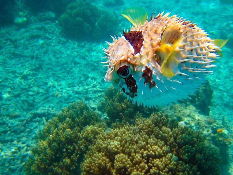 Semporna: Mabul and Kapalai Trip in Snorkel or Dive & Lunch - Lunch and the practical side of the stop