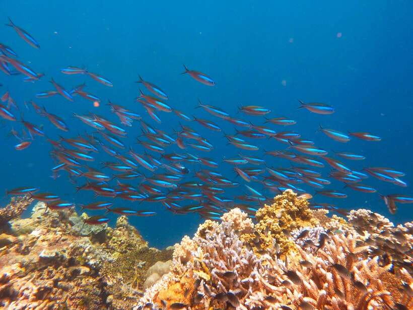 Semporna: Mabul and Kapalai Trip in Snorkel or Dive & Lunch - Managing the group and service expectations