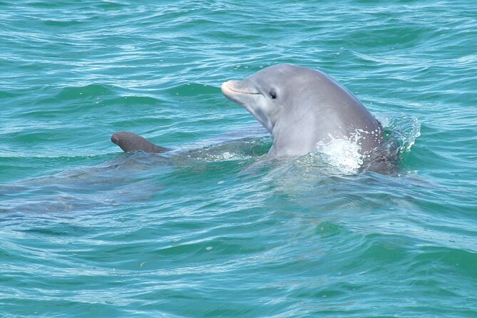 Shallow Water Snorkeling and Dolphin Watching in Key West - What the crew does well