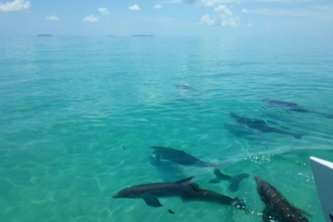 Shallow Water Snorkeling and Dolphin Watching in Key West - Should you book Catamaran Echo?