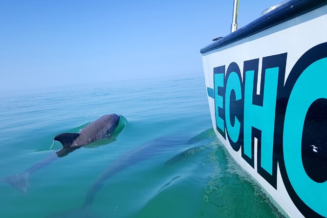 Shallow Water Snorkeling and Dolphin Watching in Key West - Snorkeling above reefs, wrecks, and sponge gardens