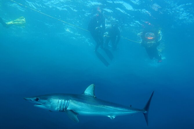 Shark Safari & Snorkel Adventure in Cabo San Lucas - A shark safari with Cabo’s best coastal views