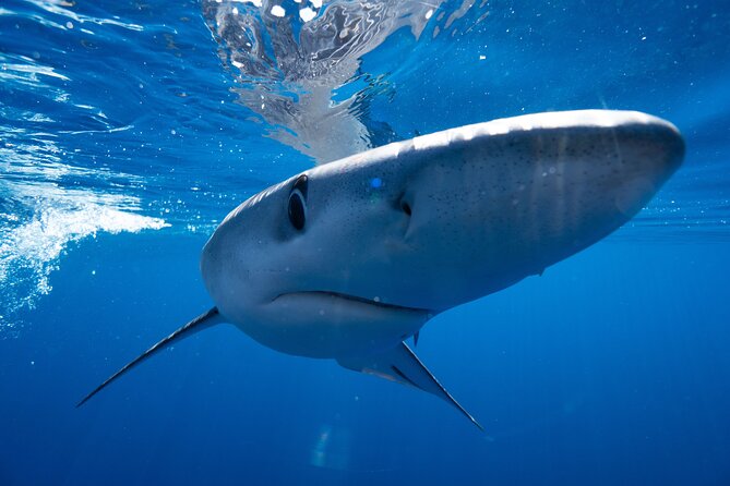 Shark Safari & Snorkel Adventure in Cabo San Lucas - Sea conditions and the seasickness question