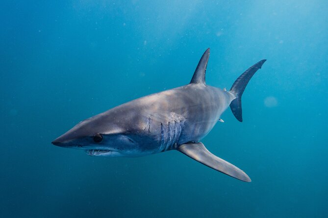 Shark Safari & Snorkel Adventure in Cabo San Lucas - Who should book this Cabo outing?