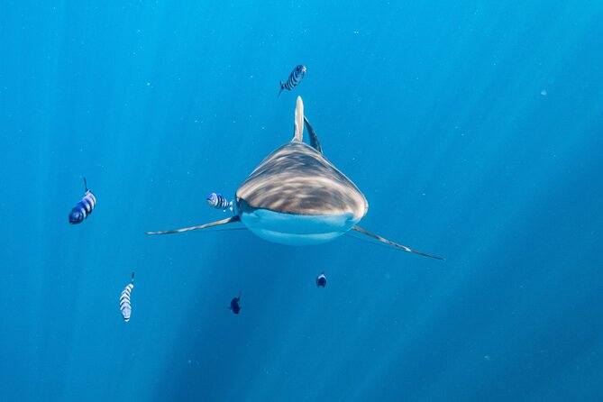 Shark Safari & Snorkel Adventure in Cabo San Lucas - What happens on the way to El Arco