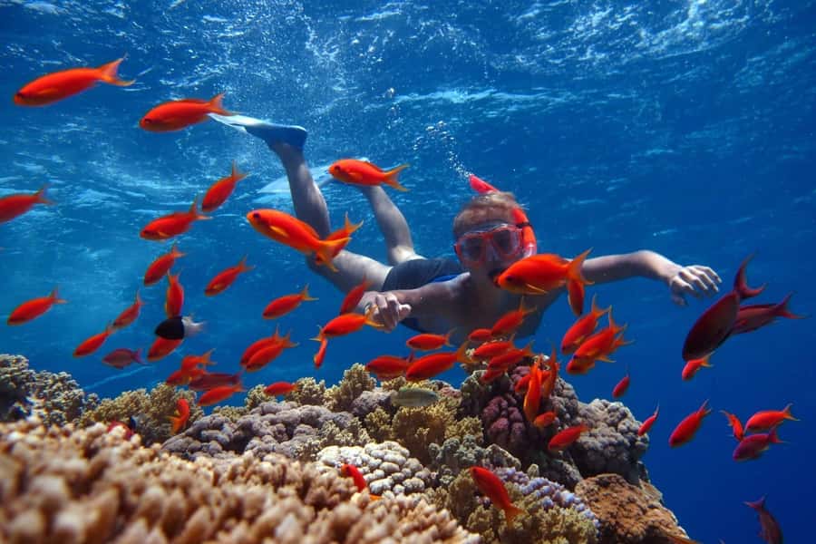 Sharm El Sheikh: Ras Mohamed Cruise with Snorkeling & Lunch - Snorkeling at Ras Mohamed National Park