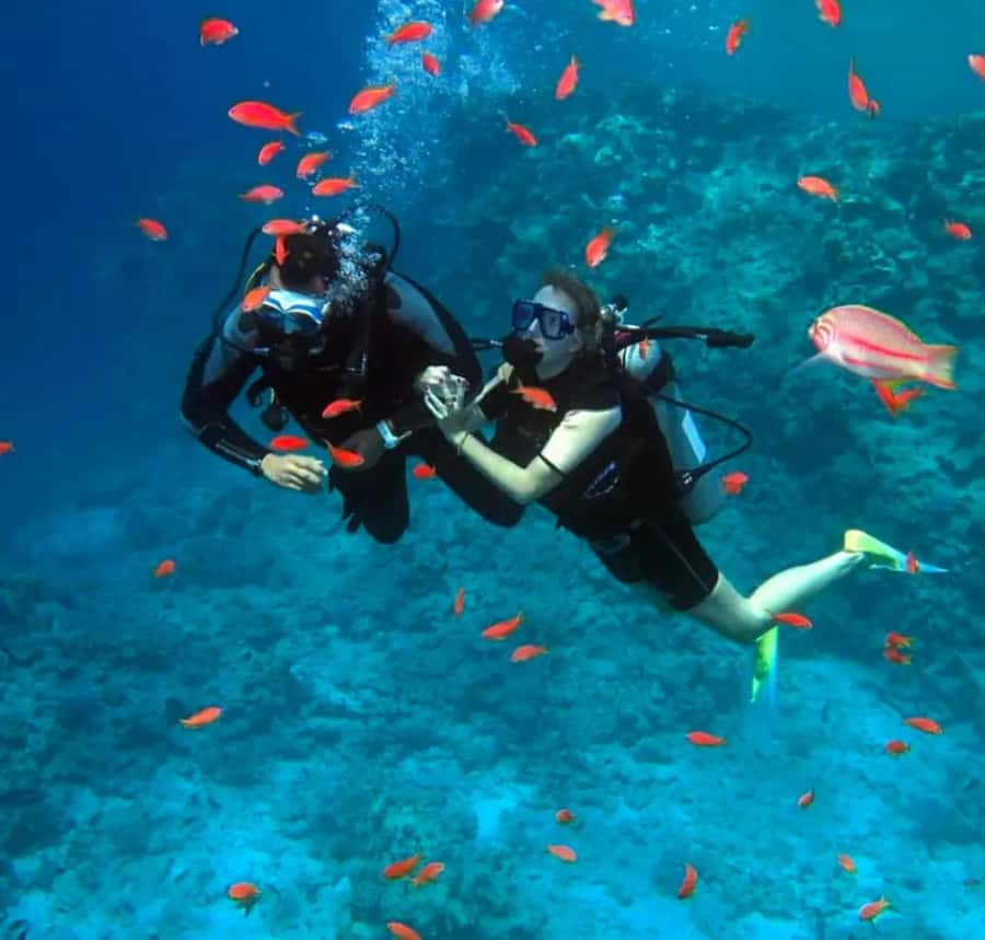 Sharm El Sheikh: Ras Mohamed & White Island Dive & Snorkel - Key points at a glance
