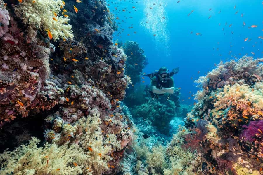 Sharm El Sheikh: Ras Mohamed & White Island Dive & Snorkel - White Island is a sandbank, not a conventional beach