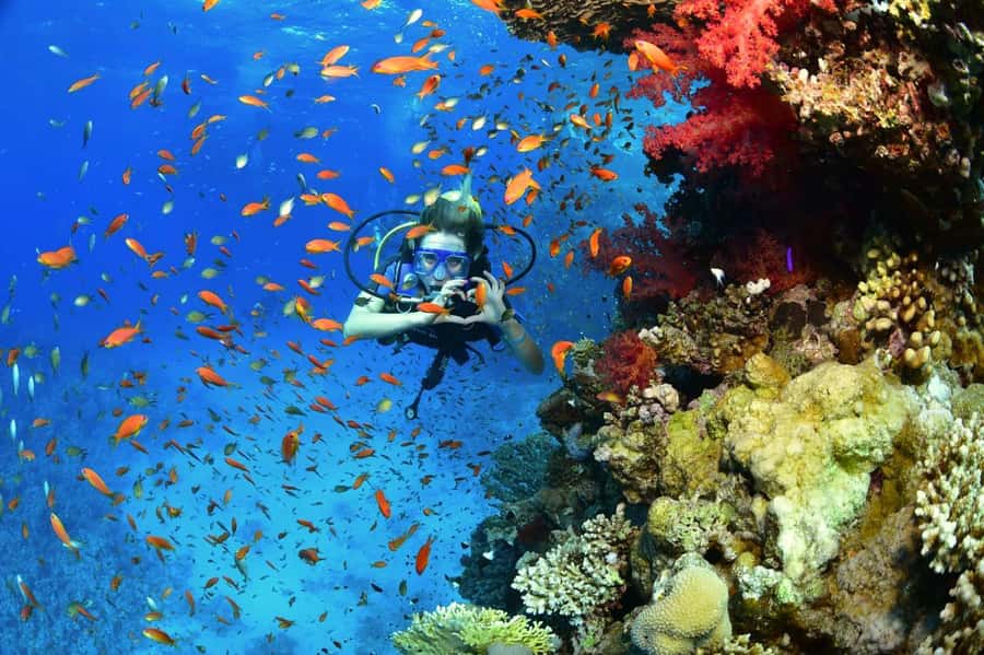 Sharm El Sheikh: Ras Mohamed & White Island Dive & Snorkel - Timing, languages, and small practical points