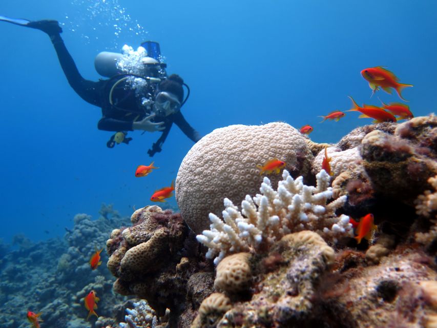 Sharm El Sheikh: Ras Mohamed & White Island Snorkel or Dive - Who will enjoy this most