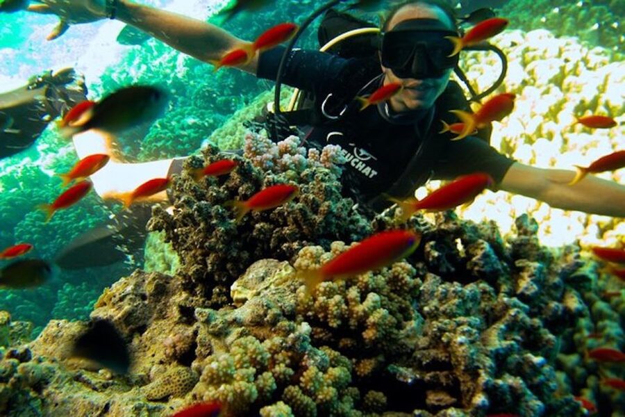 Sharm El Sheikh: Ras Mohamed & White Island Snorkel or Dive - White Island adds a different kind of stop