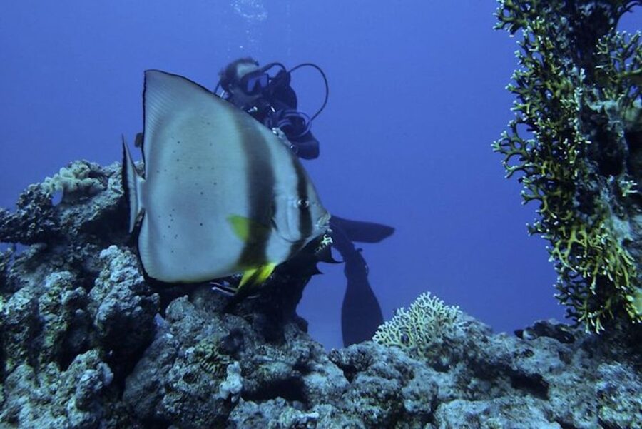 Sharm El Sheikh: Ras Mohamed & White Island Snorkel or Dive - What the $18 price really means