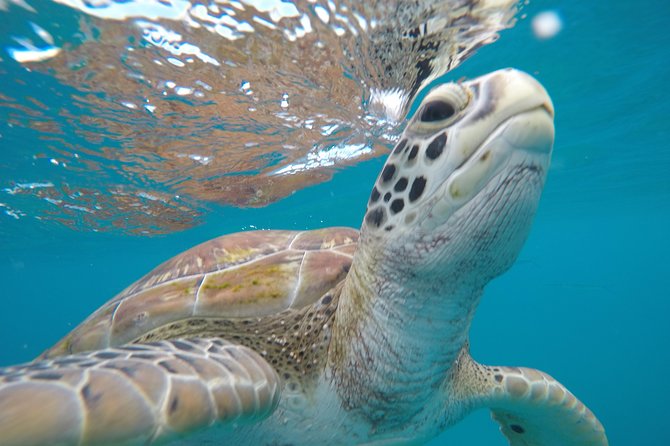 Shasa private catamran sailing cruise, Snorkel with turtles. - Leaving from Holetown at 9:00 a.m.