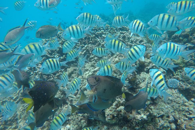 Shasa private catamran sailing cruise, Snorkel with turtles. - A good fit for families and mixed swimming abilities
