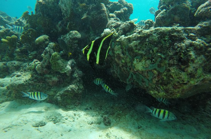 Shasa private catamran sailing cruise, Snorkel with turtles. - Booking timing and cancellation terms