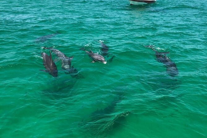 Shell Island Snorkel and Dolphin Catamaran Cruise with Island Time - Snorkeling in St. Andrews Bay