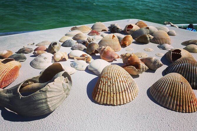 Shell Island Snorkel and Dolphin Catamaran Cruise with Island Time - Who will enjoy this cruise most