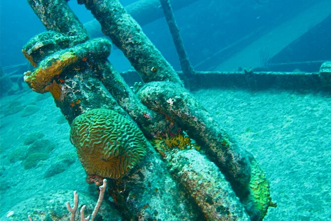 Shipwreck Snorkel in Bermuda - Is $105 a fair price?