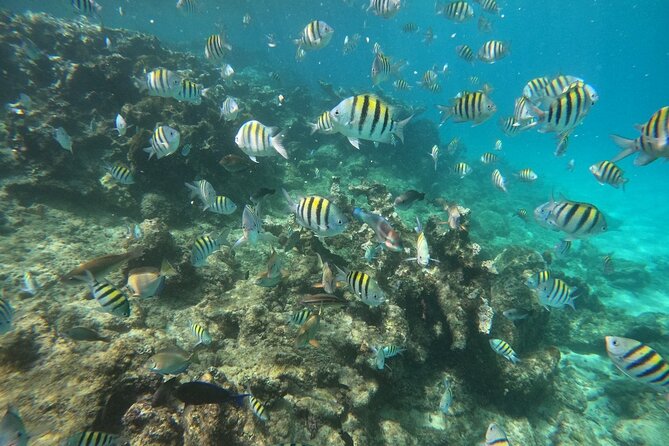 Short Excursion 4-Hour Party Catamaran and Snorkeling - What the four-hour cruise is really about