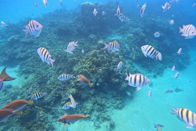 Short Excursion 4-Hour Party Catamaran and Snorkeling - Final call: book it or skip it?
