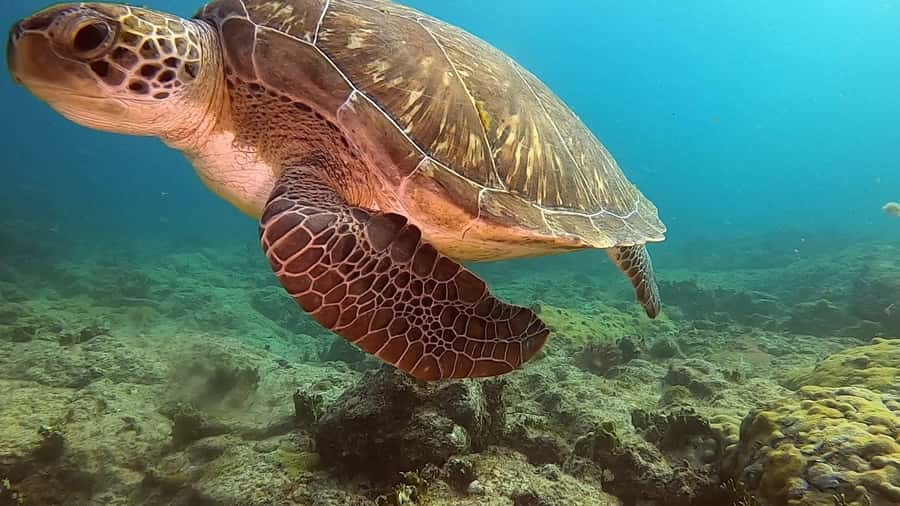 Short Snorkeling Trip - Key points at a glance
