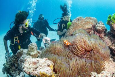 Silverswift Dive and Snorkel Great Barrier Reef Cruise