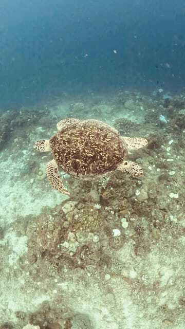 Siquijor: Jeepney Island Tour with Snorkeling - Tulapos and other marine sanctuaries